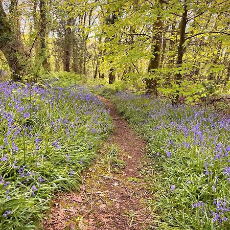 The Squirrel Lodge - Hot Tub - Pet Friendly - Pembrokeshire-Tenby كرمرثن المظهر الخارجي الصورة