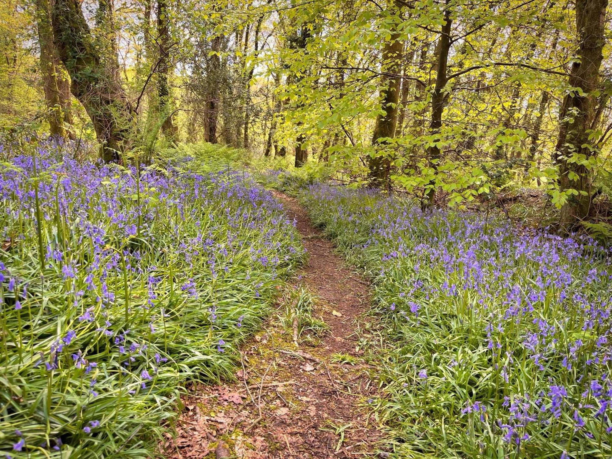 The Squirrel Lodge - Hot Tub - Pet Friendly - Pembrokeshire-Tenby كرمرثن المظهر الخارجي الصورة